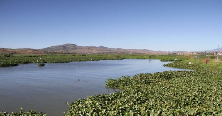 Al menos el 60% de lago de Valsequillo está cubierto de lirio, afirma Medio Ambiente
