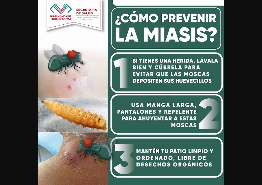 ¿Qué es el gusano barrenador?