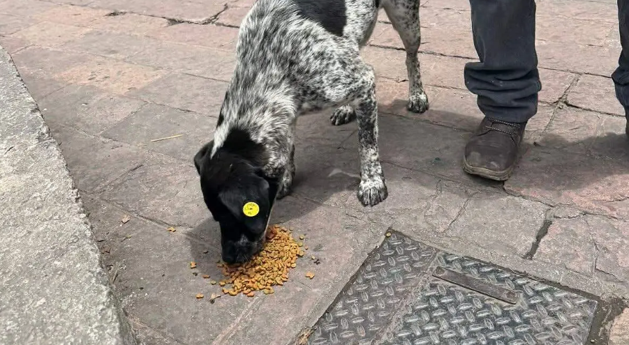 OCPA exige a la nueva titular de la CBA resultados reales en bienestar animal