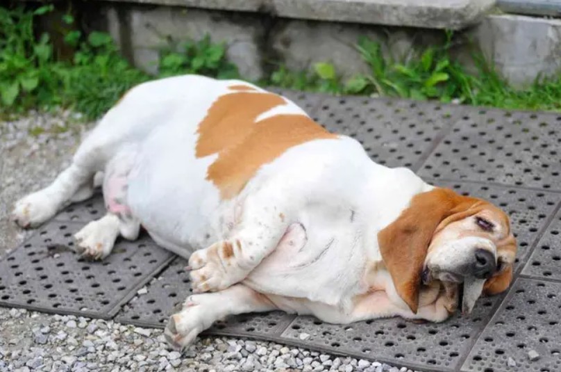 Por qué el sobrepeso afecta a tu perro