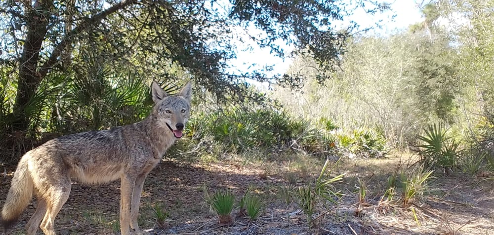Coyotes: animales inteligentes y adaptables