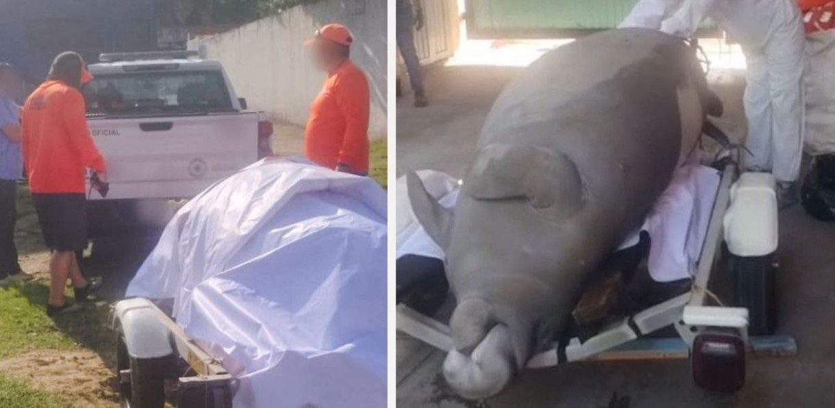 Autoridades atienden hallazgo de manatí en Veracruz