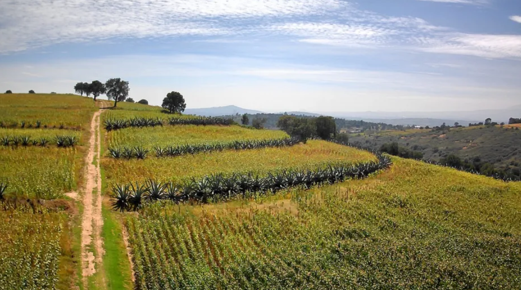 Metepantle de Tlaxcala brilla ante el mundo, pero comunidad espera impulso prometido