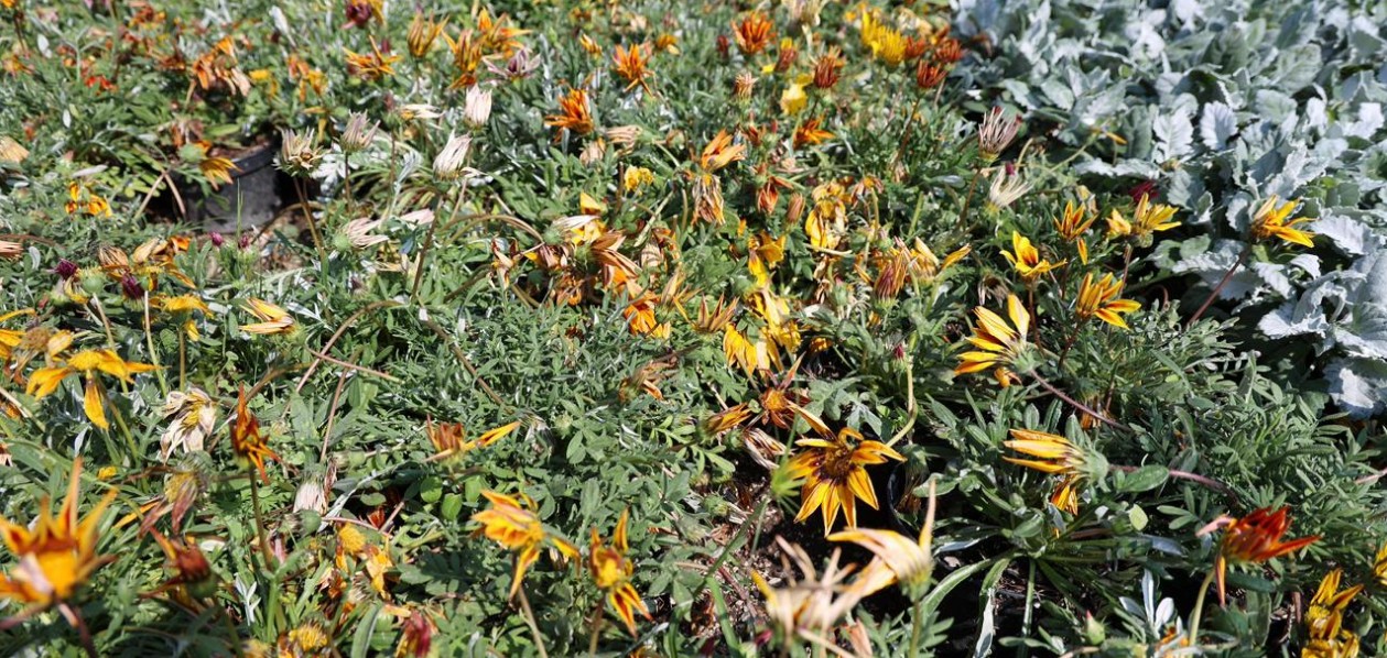 Granizada impacta al campo de Atlixco