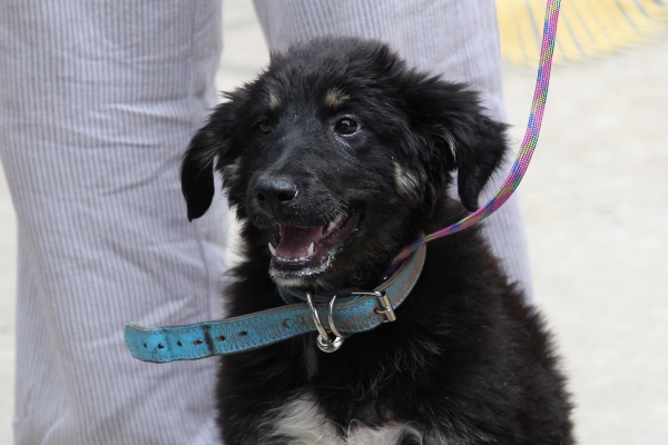 Protección animal en Tlaxcala: crece presión para elevarla a rango constitucional