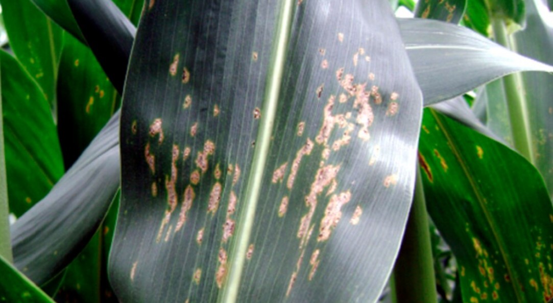 El chahuistle: cuando el maíz marcó el destino de todos