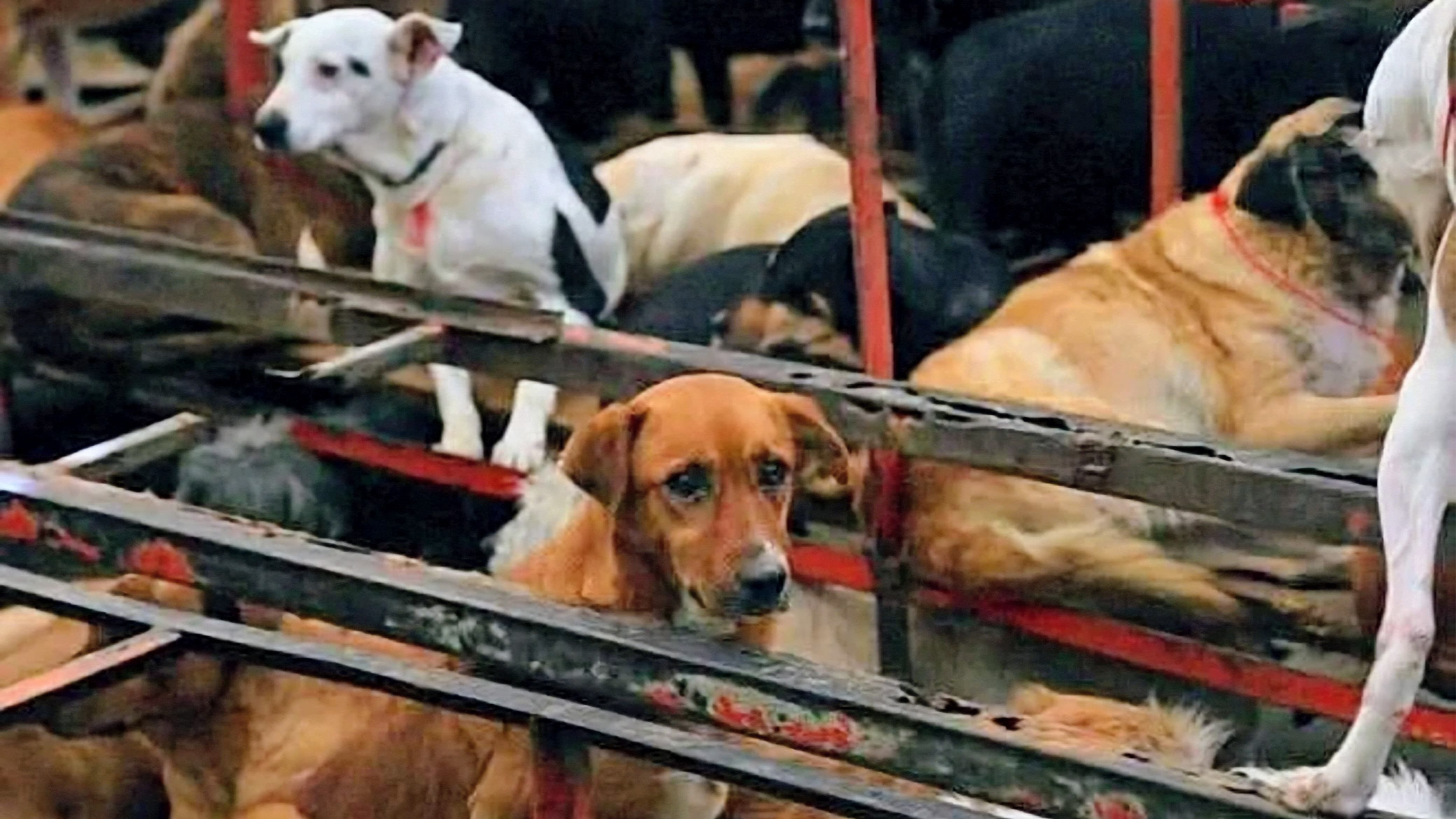 Advierte OCPA crisis de bienestar animal similar al Refugio Franciscano