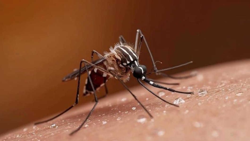 Por qué los mosquitos ahora nos buscan más que antes