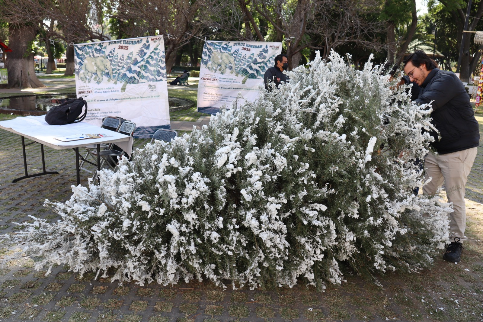 Promueve Gobierno de San Pedro Cholula el reciclaje de árboles de Navidad