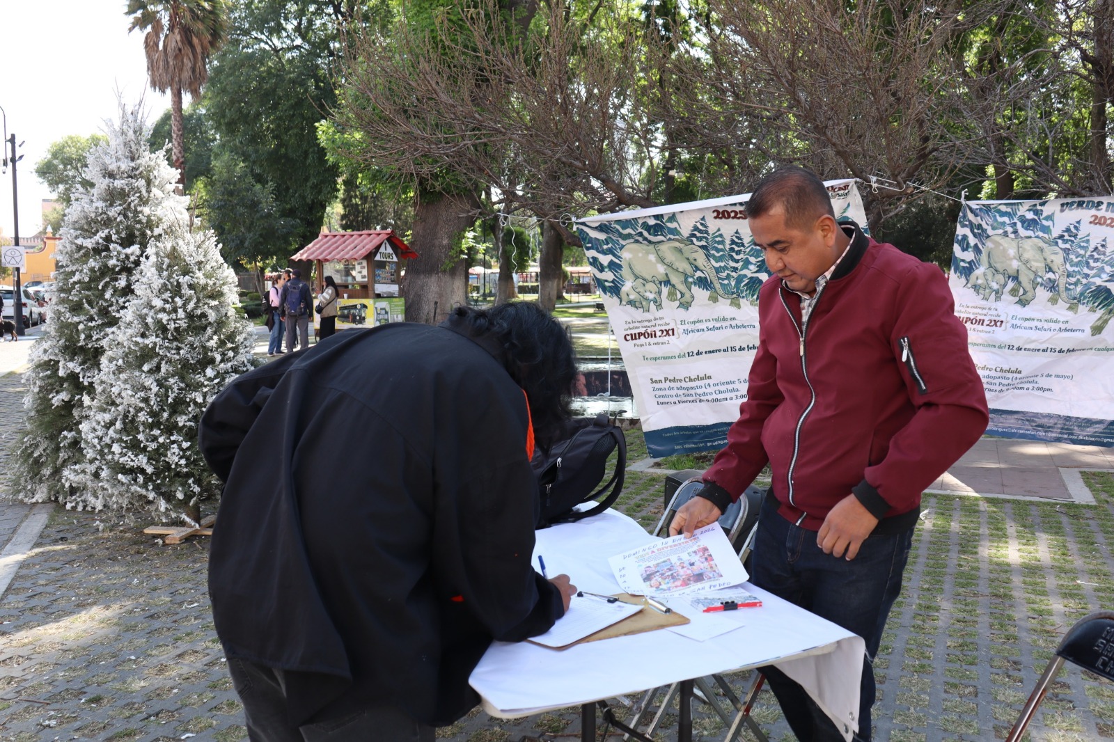 Promueve Gobierno de San Pedro Cholula el reciclaje de árboles de Navidad