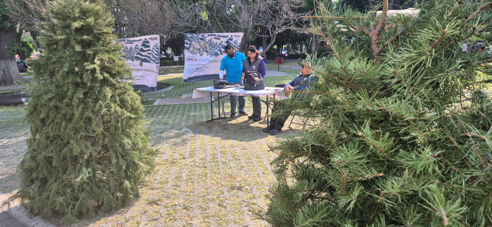 La Ciudad milenaria impulsa reciclaje navideño con incentivos ecológicos