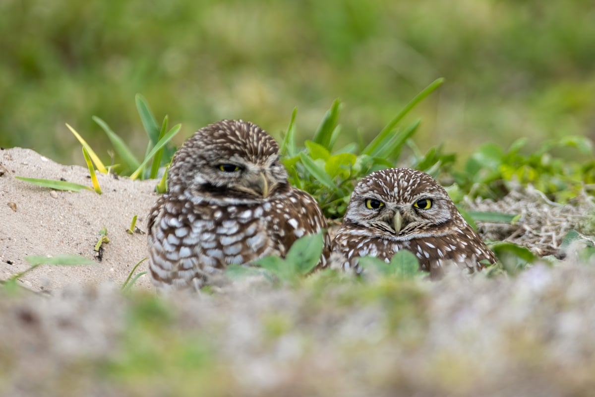 Los búhos llaneros de Florida ya están de vuelta y sorprenden a vecinos