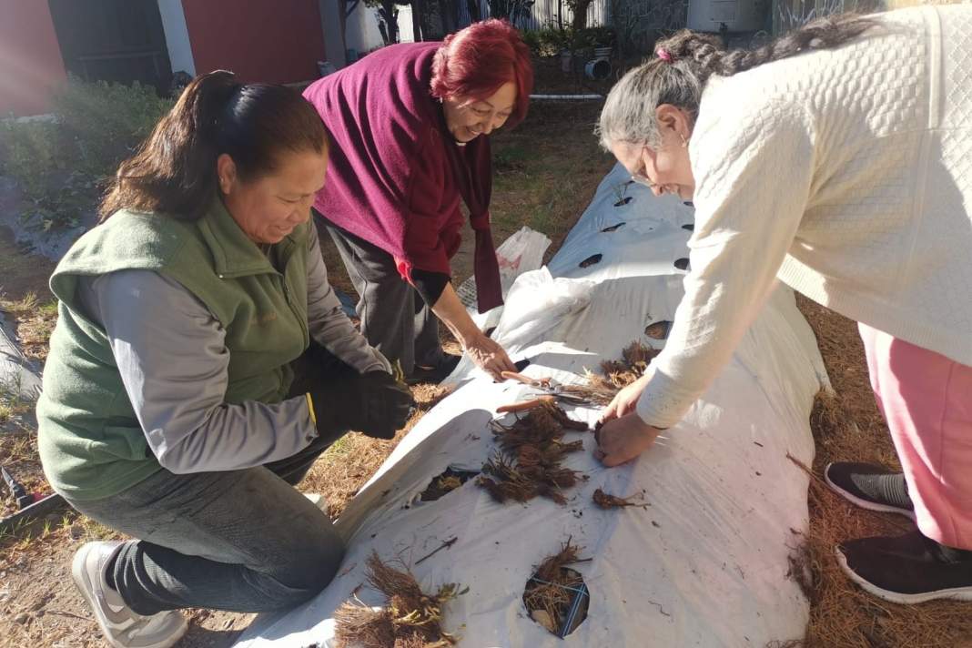 Impulsan huertos familiares en Tlaxcala para fortalecer el autoempleo femenino