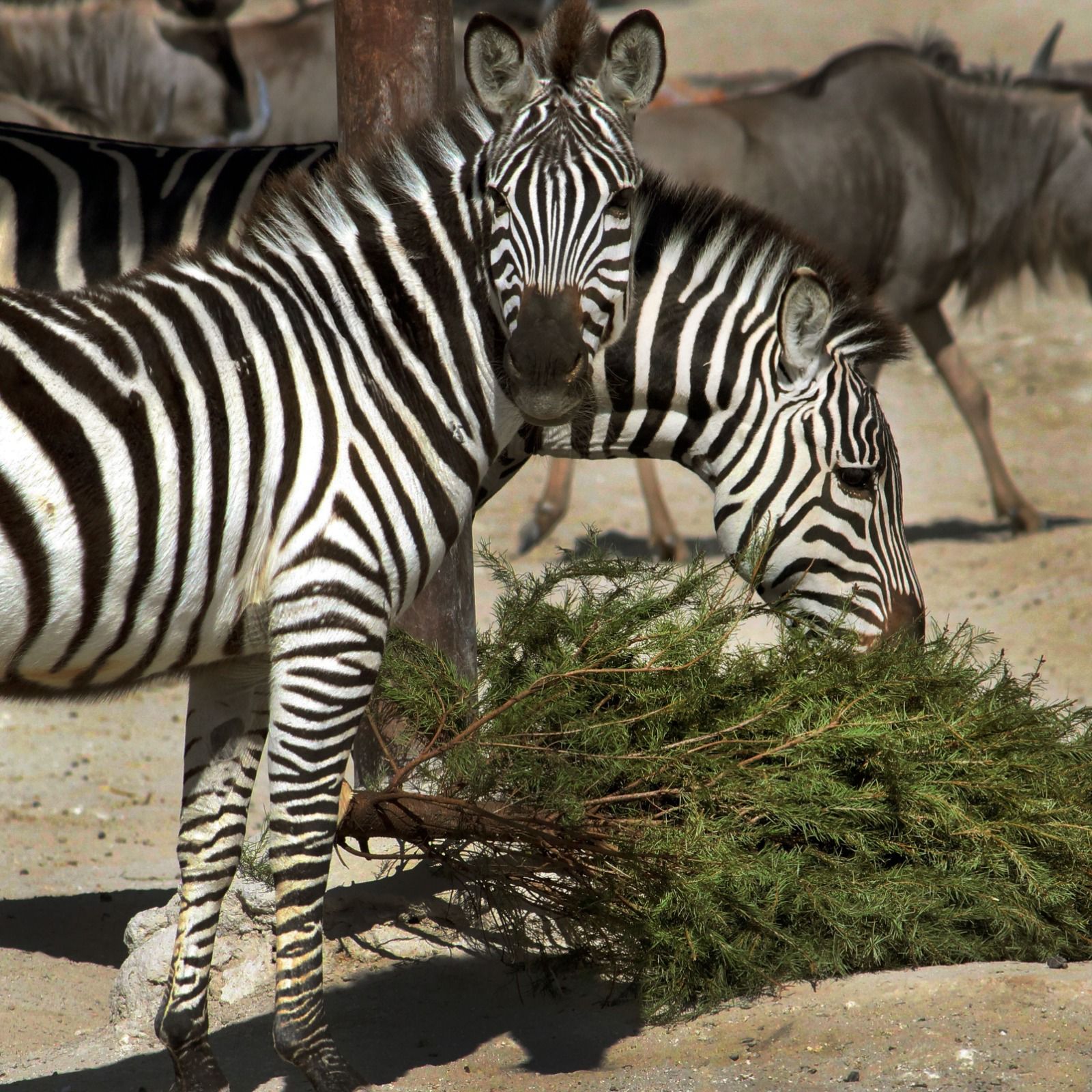 whatsapp image 2026 01 23 at 2.23.29 pm 2