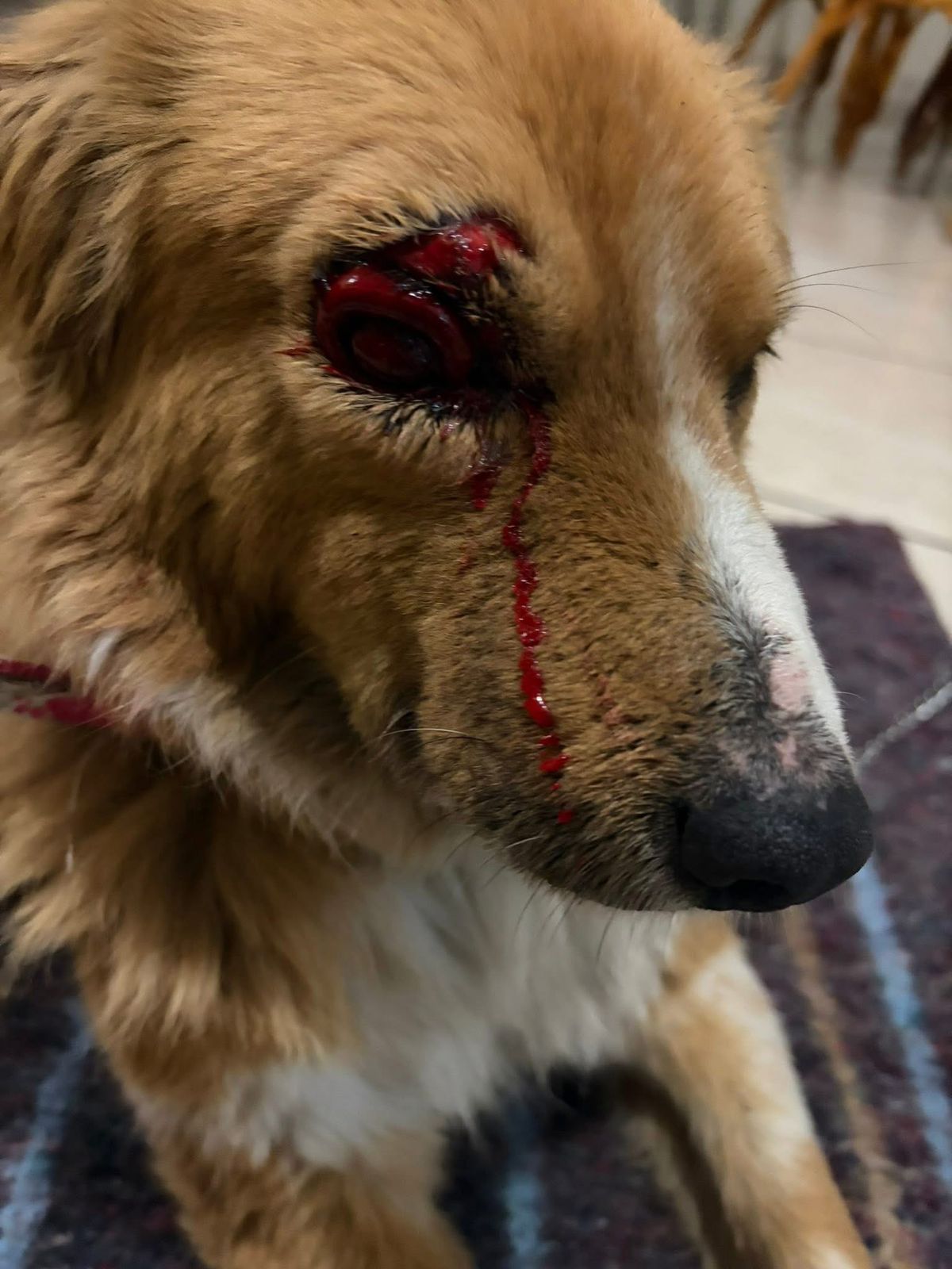 Perrito pierde un ojo tras brutal agresión en La Loma Xicohténcatl; vecinos exigen justicia