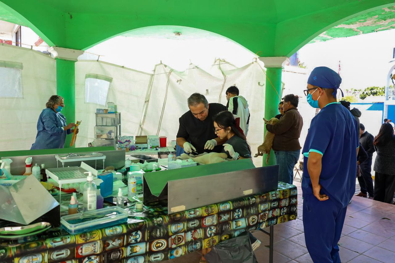 Con jornada de esterilización, gobierno de Coronango promueve bienestar animal