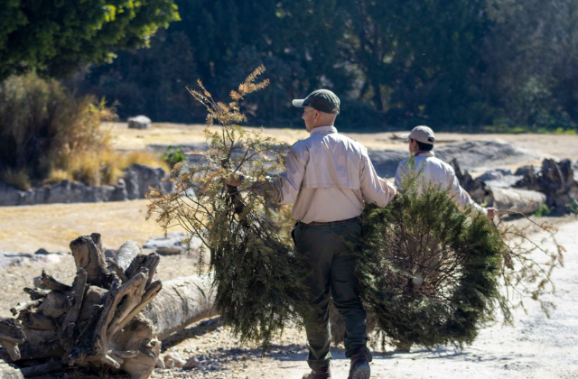 Impulsan reciclaje de árboles navideños con campaña ambiental en Puebla