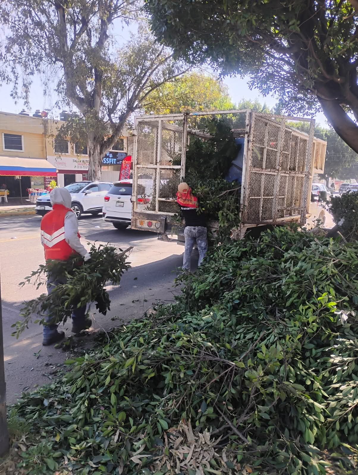 refuerza tfd mantenimiento jardines 3