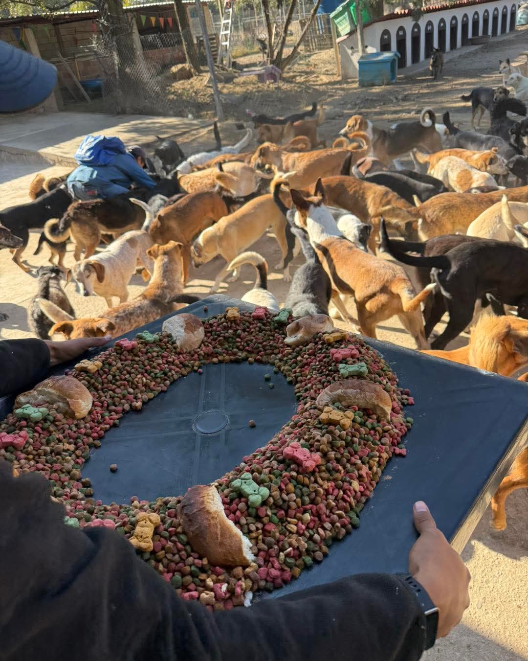 Celebran "Dia de Reyes" con perrirosca en albergue Orejitas de Gala
