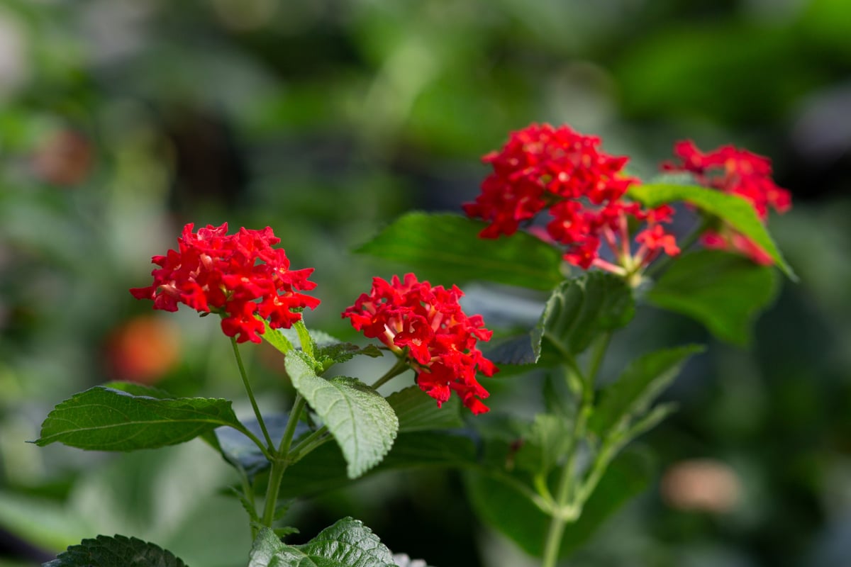 Plantas invasoras que podrías estar comprando sin saberlo
