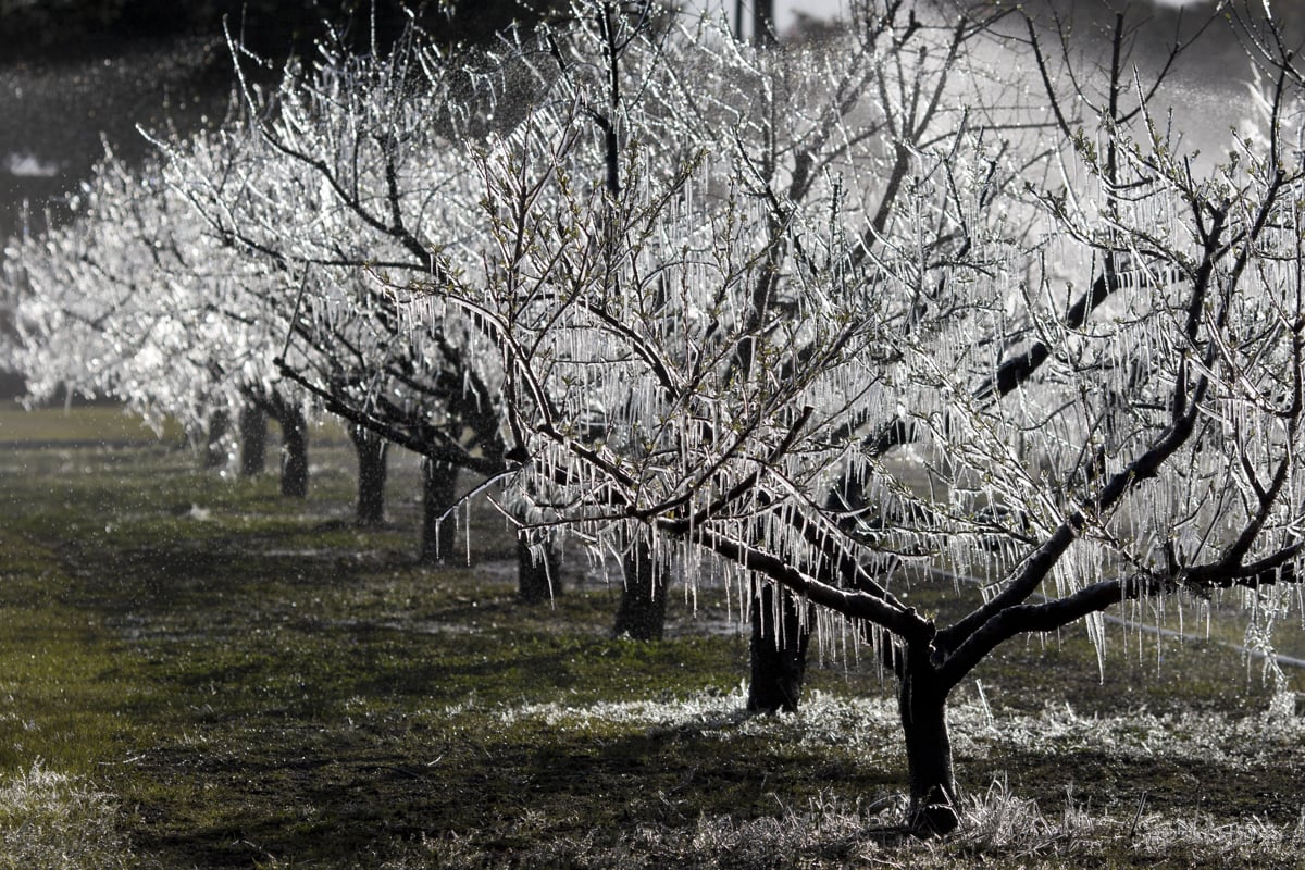 UF/IFAS lanza encuesta por pérdidas agrícolas en Florida