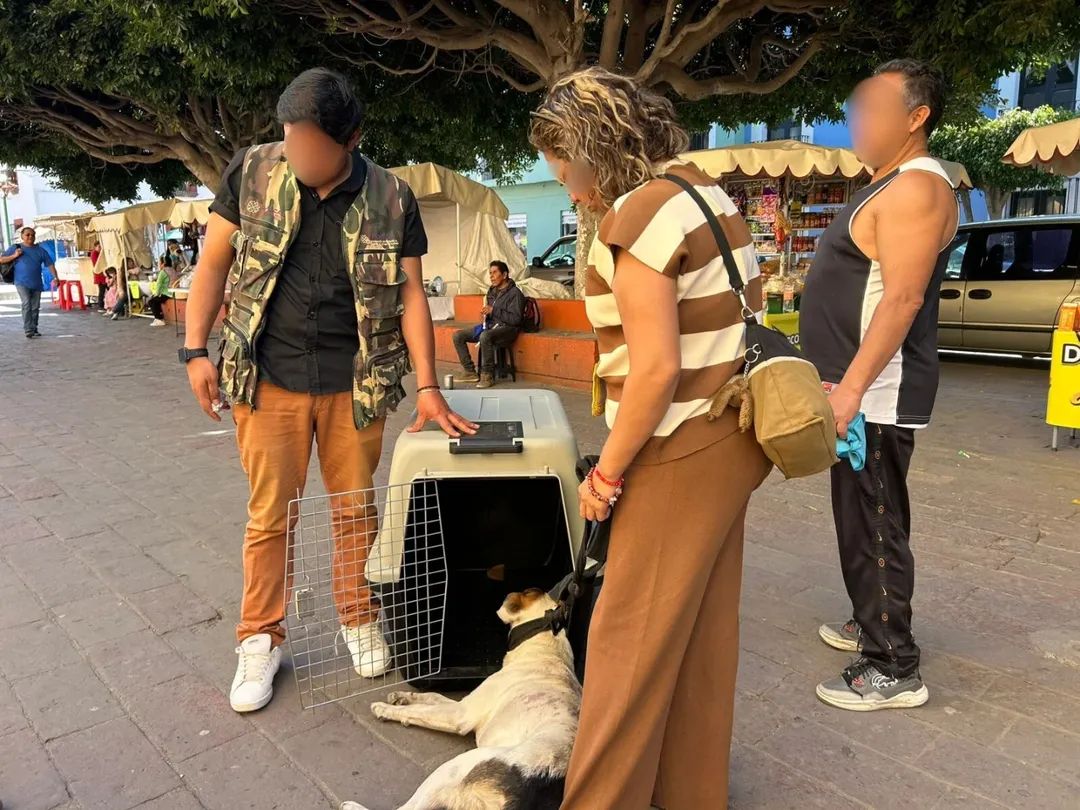 Exige MAT enfoque ético en plan contra sobrepoblación canina 