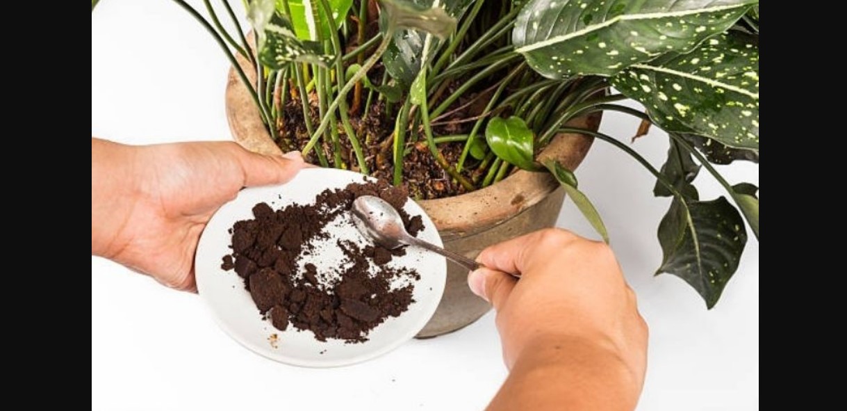 Café molido: el fertilizante natural que potencia la floración