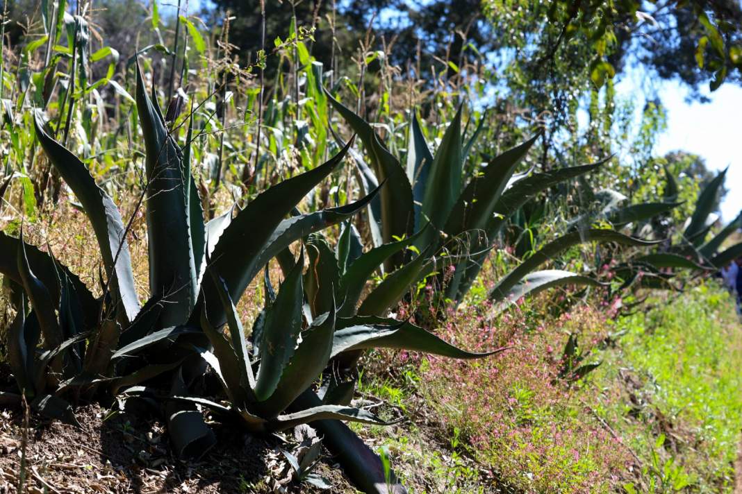 Tlaxcala logra histórico reconocimiento: Pulque ya tiene protección oficial y conquista el mundo