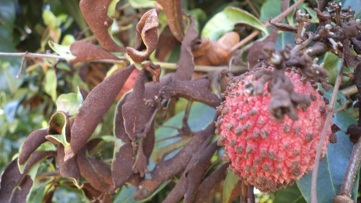 El lichi en Florida y la amenaza silenciosa que lo pone en riesgo