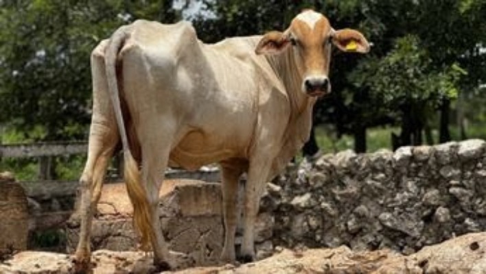 Plaga de gusano babrrenador está presente en 14 municipios de Puebla 