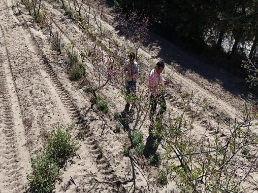Heladas ponen en alerta huertas de durazno en Atltzayanca, Tlaxcala
