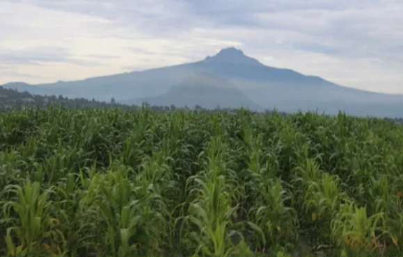 Seguro agrícola en Tlaxcala crece 13% en 2026 y amplía cobertura a 42 municipios