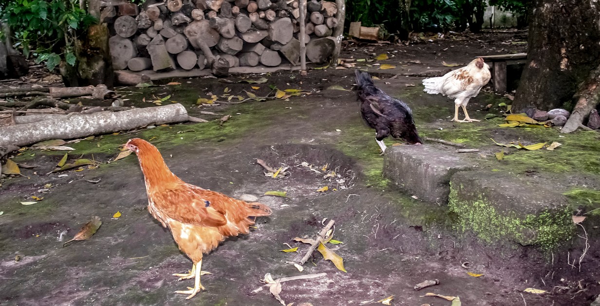 Personal de Senasica realiza inspecciones sanitarias en el ZooMAT de Chiapas.