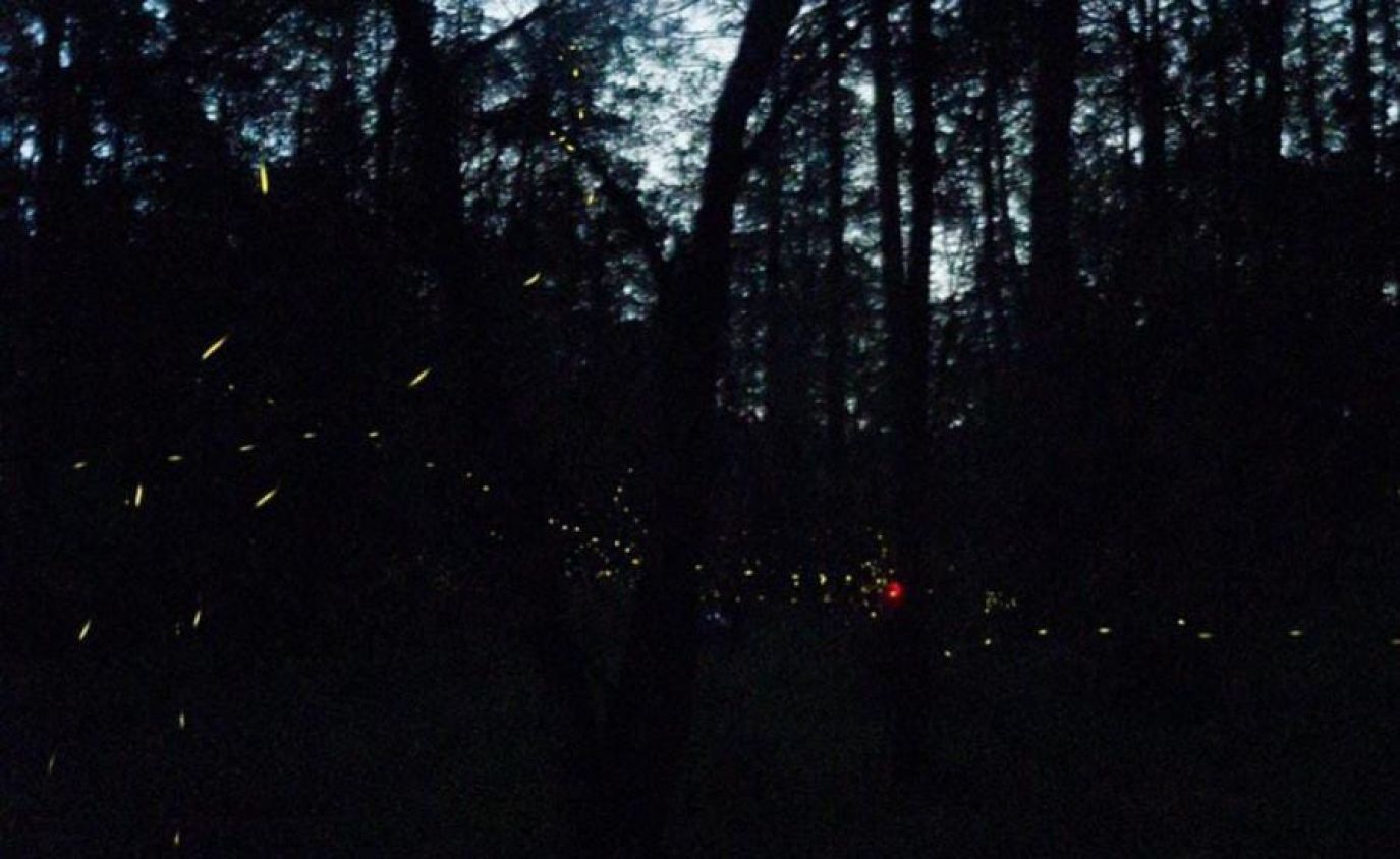 Luciérnagas iluminando el bosque durante la temporada en Tlaxcala.