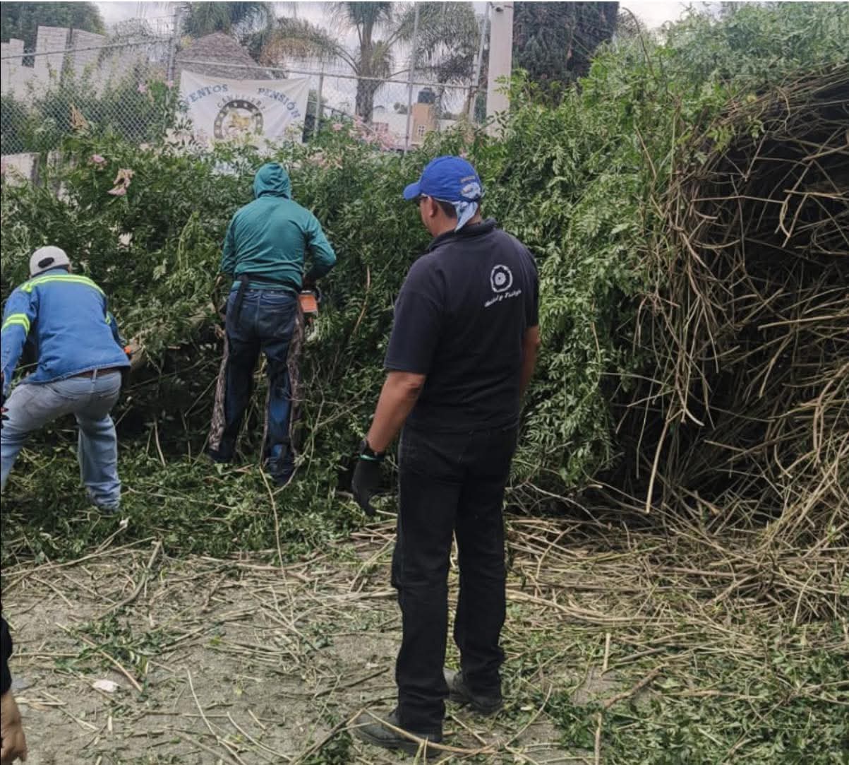 Retiran árbol caído en San Cosme Texintla para garantizar la seguridad de la población