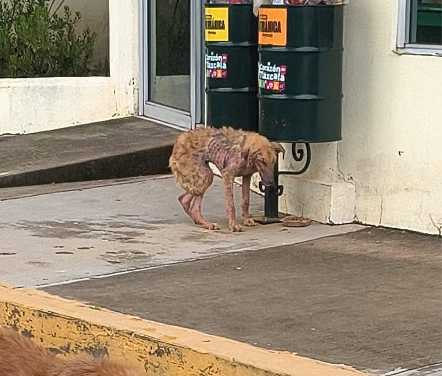 Autoridades y ciudadanía se unen para localizar a perrito en situación crítica en Amaxac