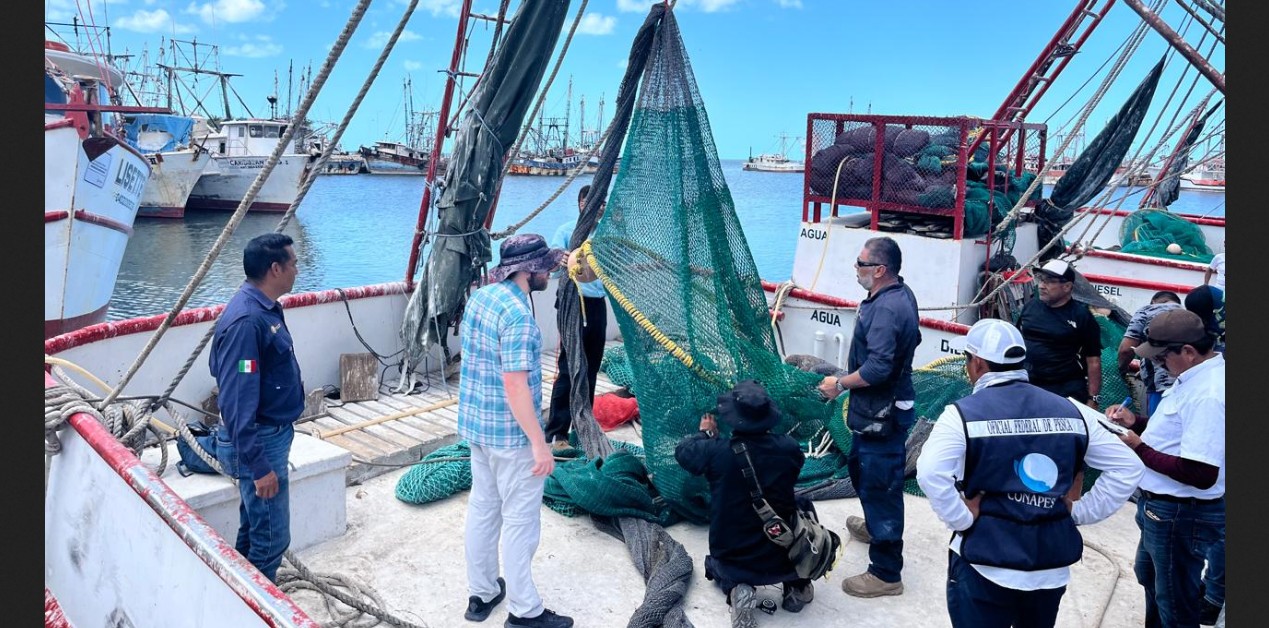 Camarón mexicano alcanza alta calificación para exportación a Estados Unidos