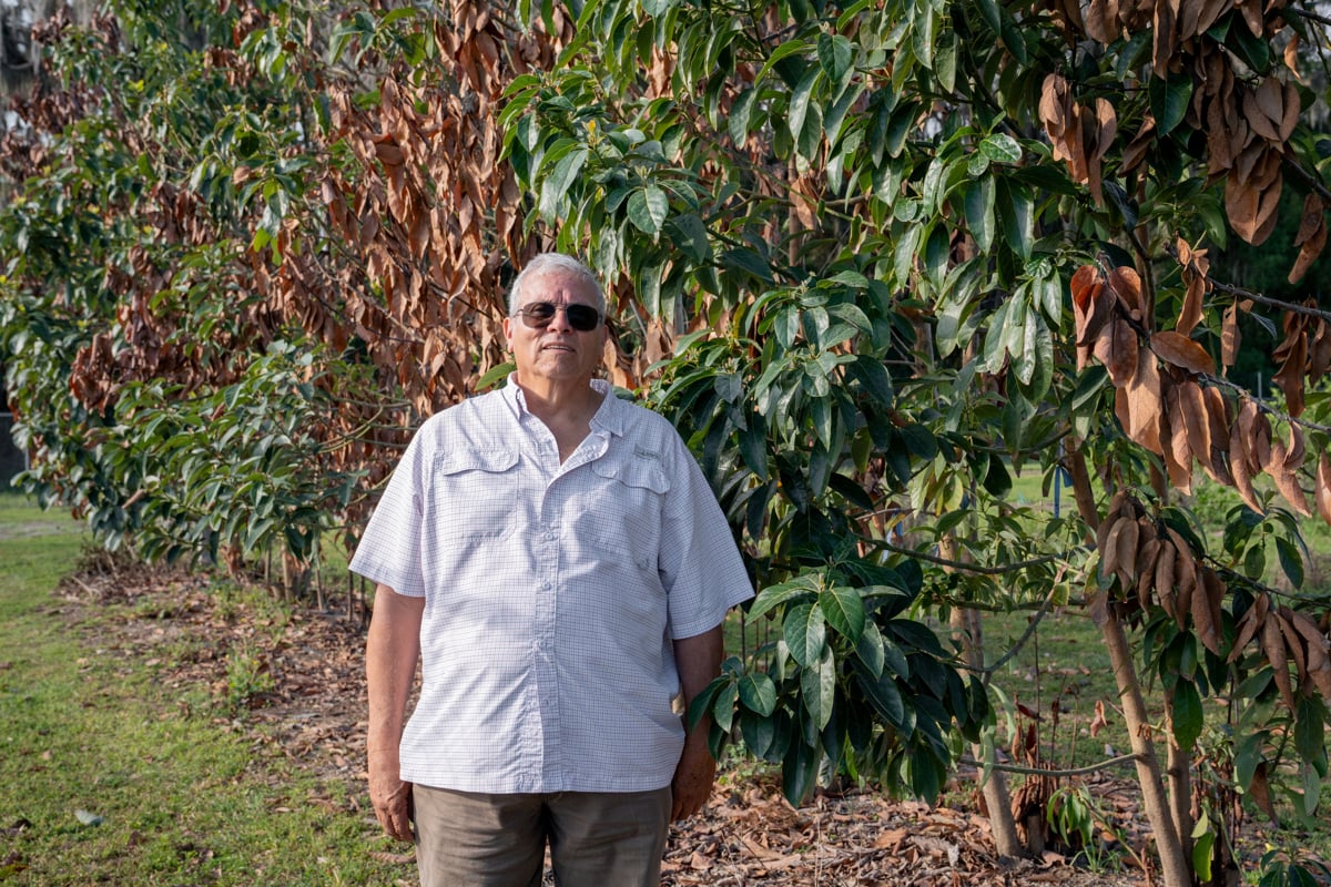Innovación agrícola: buscan aguacates capaces de resistir el frío