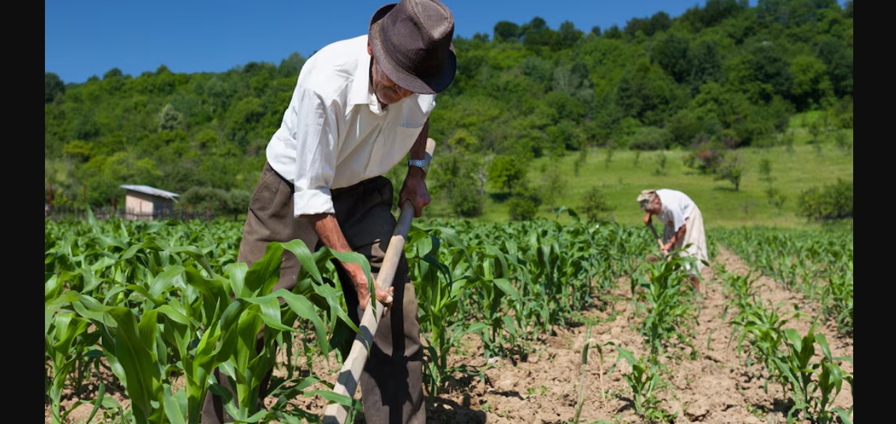 Senado revisa reforma que busca fortalecer derechos laborales en el campo