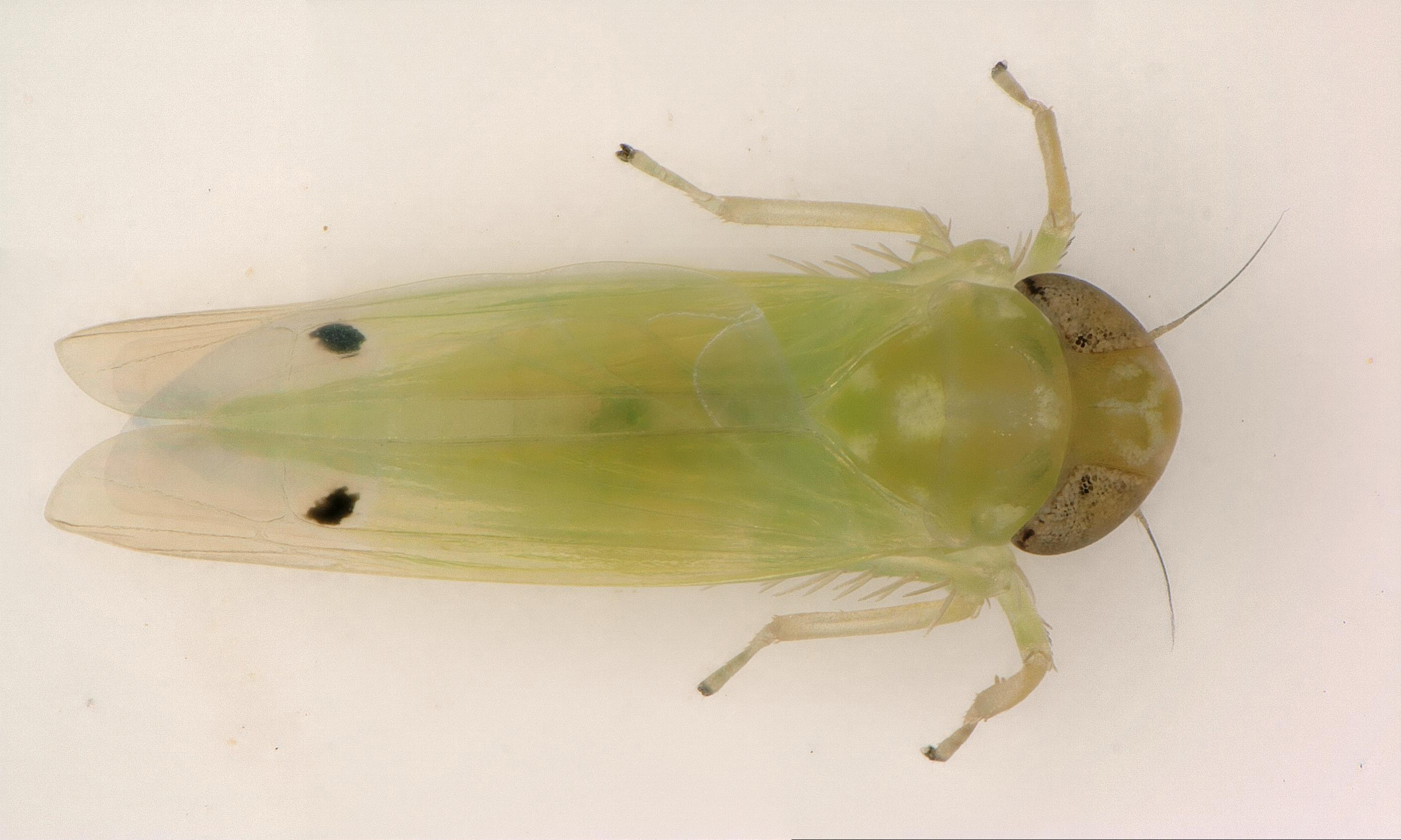 Un hallazgo que podría cambiar la agricultura