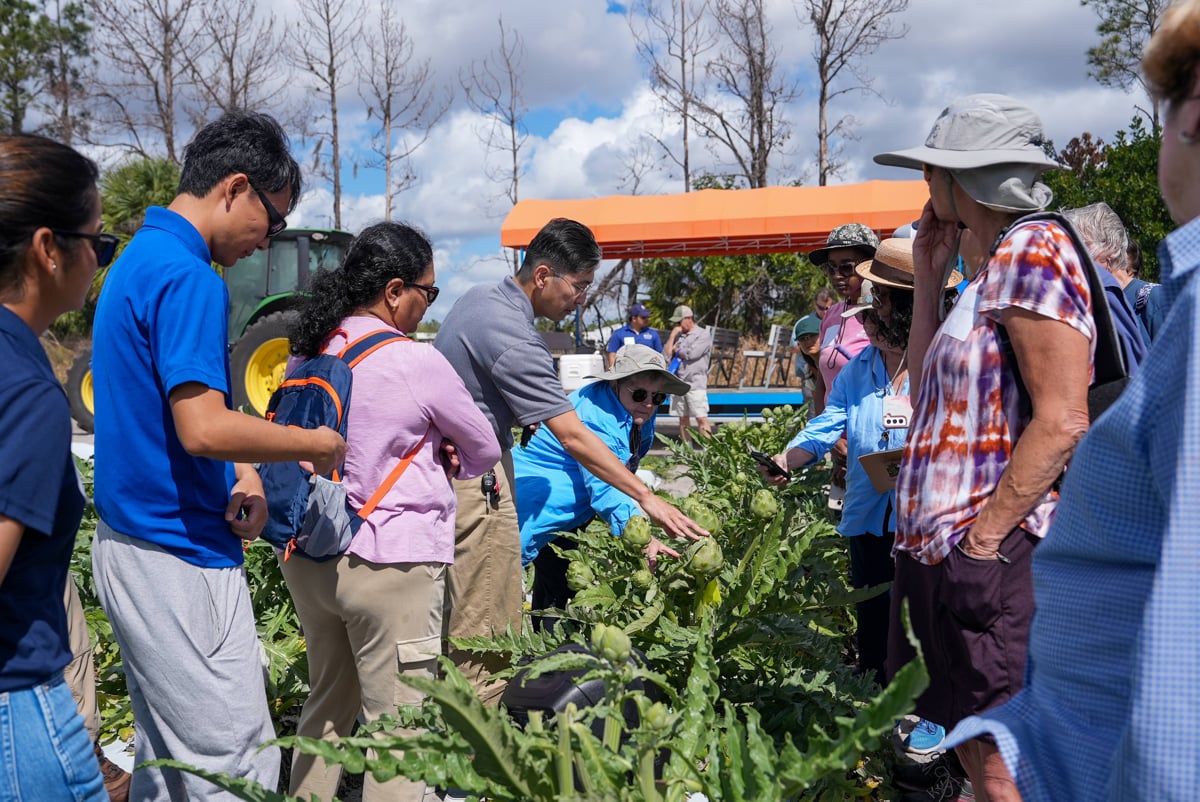La alcachofa gana protagonismo como alimento saludable