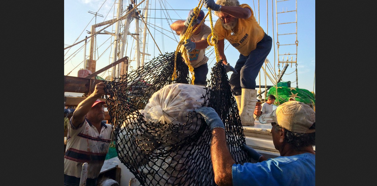 Conapesca anuncia nuevas vedas y periodos de aprovechamiento en marzo