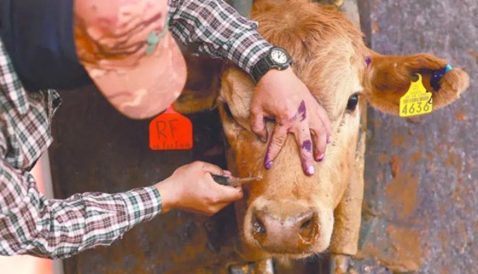 Puebla ya suma cinco casos confirmados de miasis por gusano barrenador en humanos 