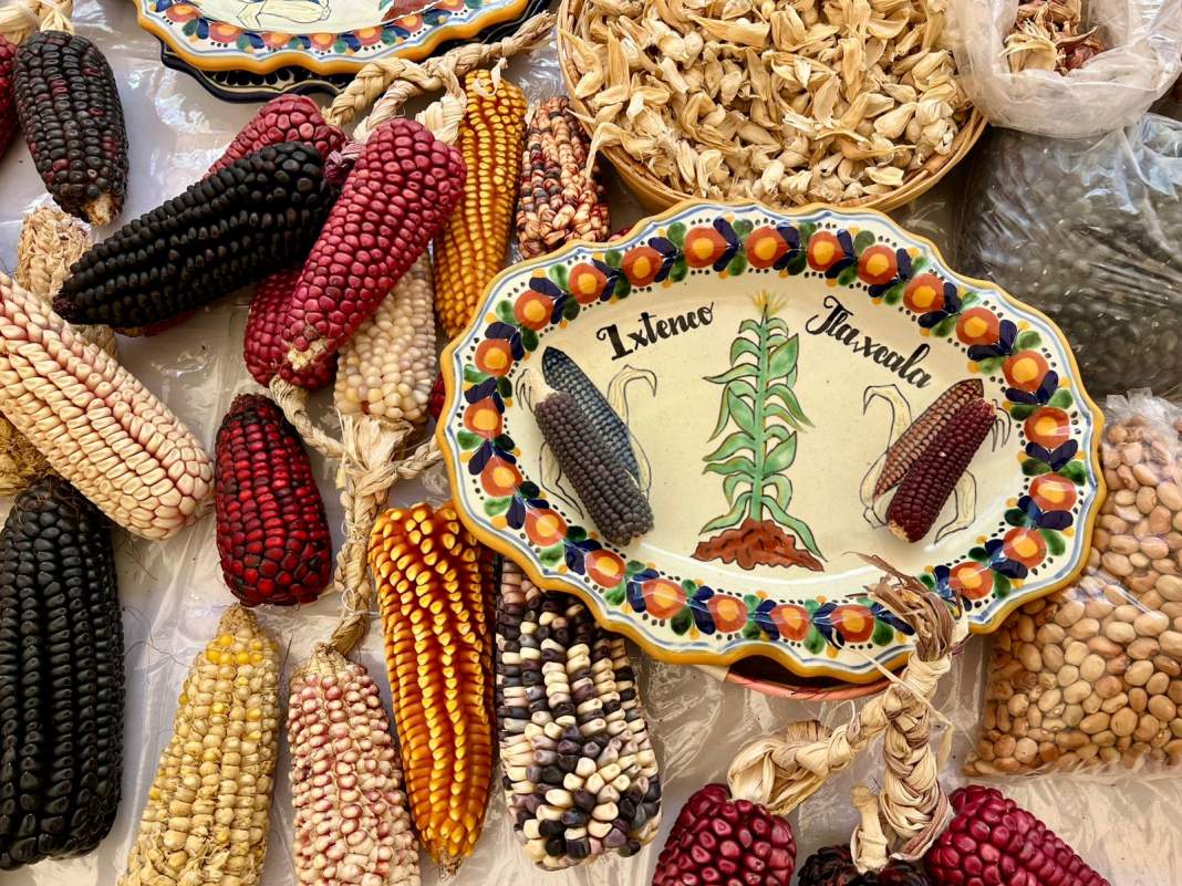 Ixtenco enciende Tlaxcala con 15 años de la Fiesta del Maíz y orgullo por sus raíces