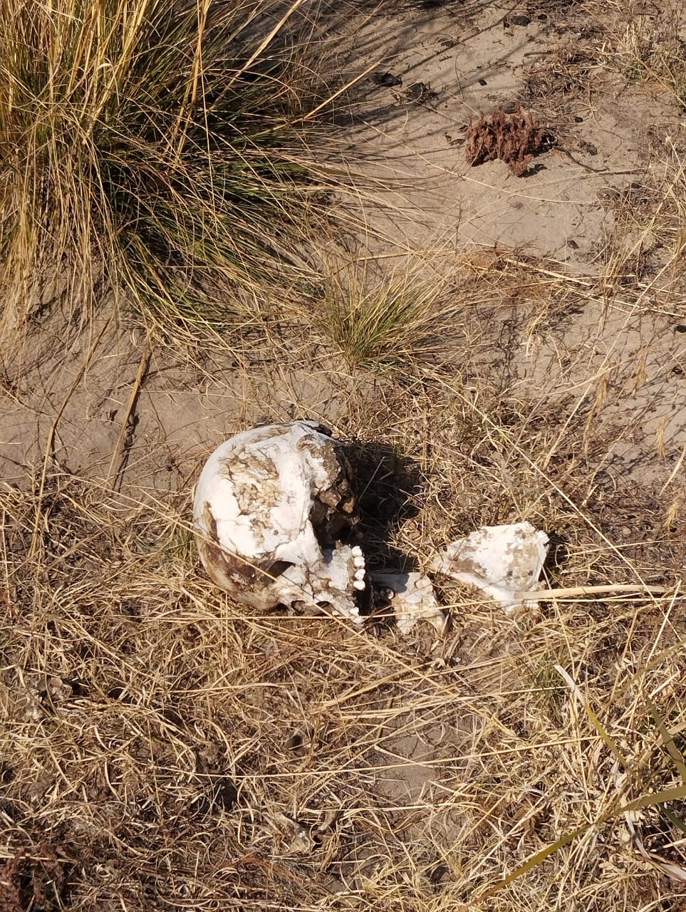 Hallan osamenta humana en Atltzayanca; restos estaban dispersos en terrenos