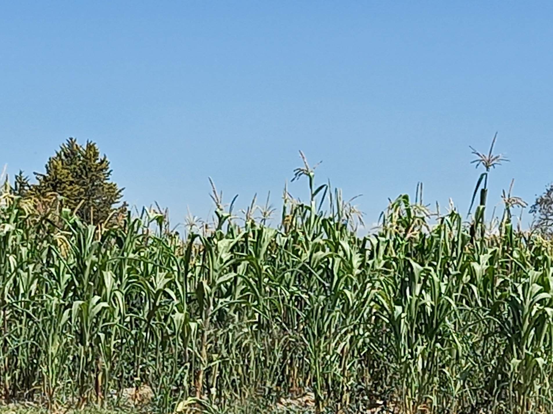 Avanza cosecha en Tlaxcala, pero clima deja miles de hectáreas dañadas en el campo