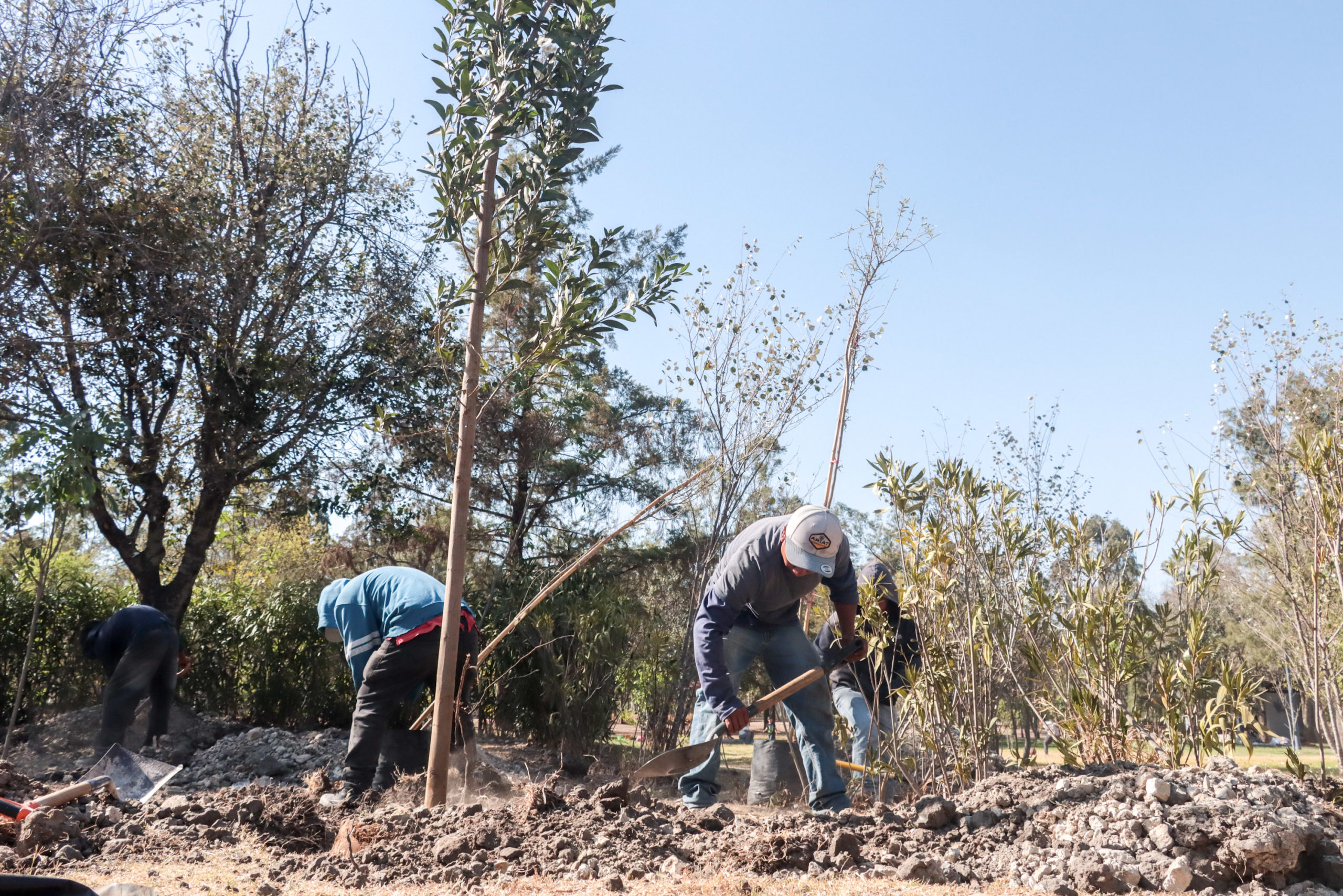 Puebla licita campaña de reforestación con empresas que acrediten capital millonario