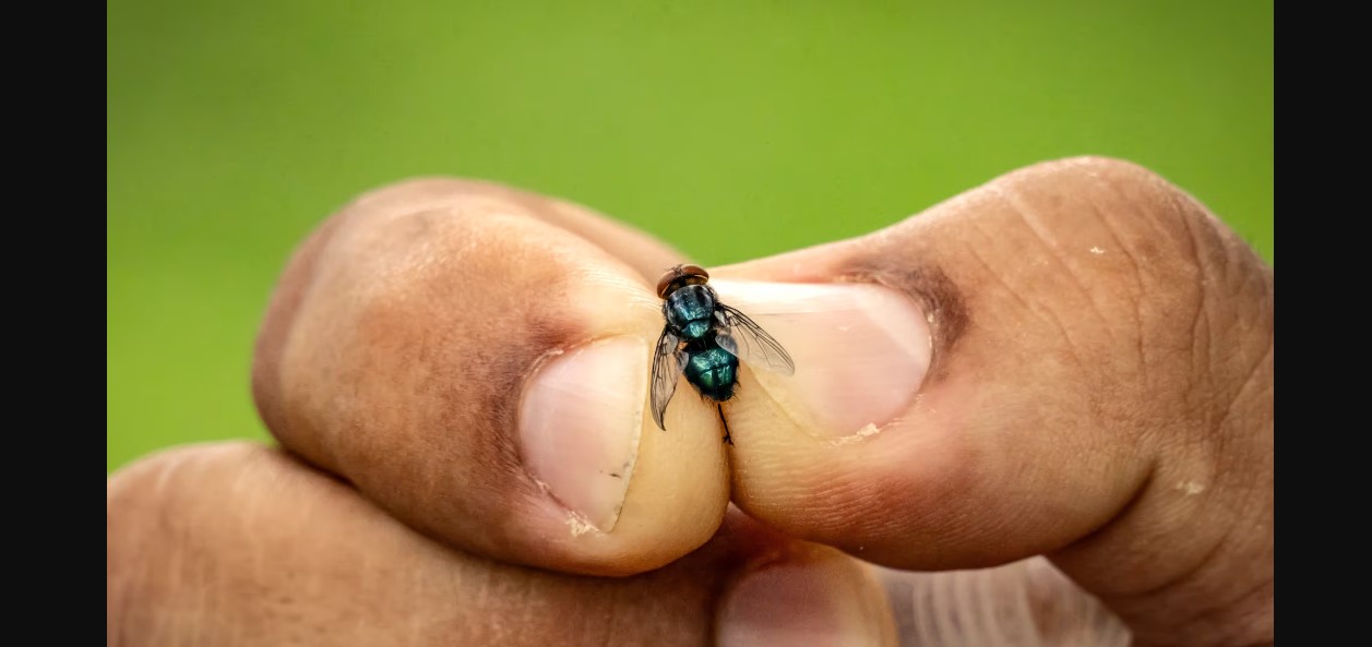 Planta de moscas en Chiapas busca frenar la plaga del gusano barrenador