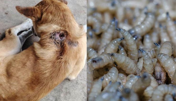 En combate al gusano barrenador, SENASICA entrega kits para evitar crecimiento de la plaga 