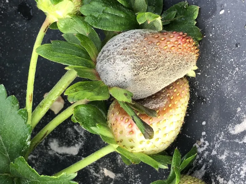 fresas3